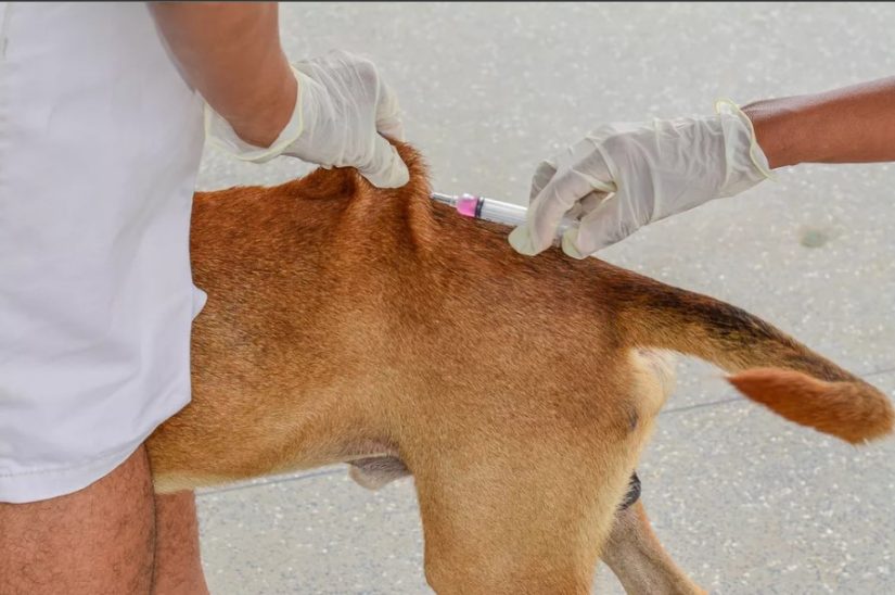 Prefeitura de Santa Helena intensifica campanha de vacinação antirrábica para cães e gatos